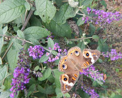 Close up of moth