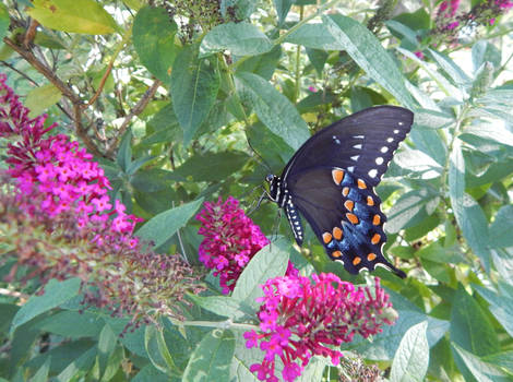 Spicebush swallowtail