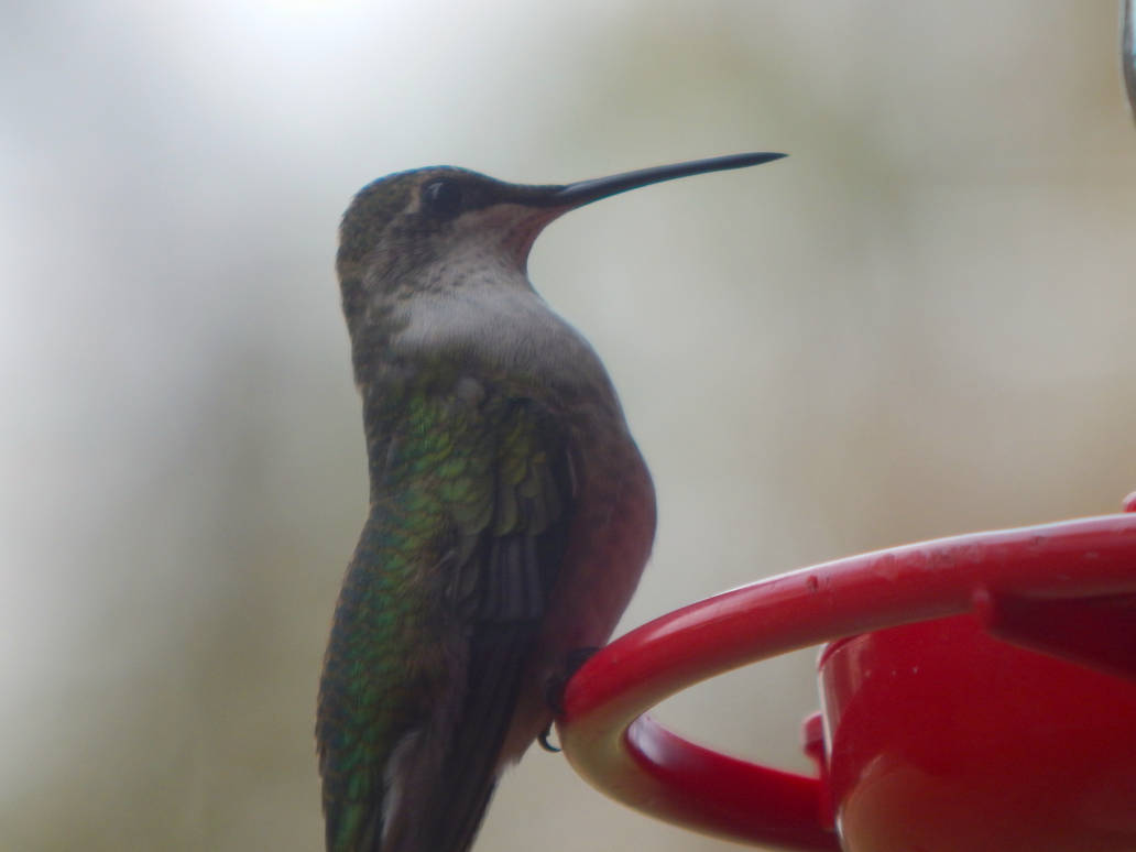 October hummingbird at feeder by Moonstone27 on DeviantArt