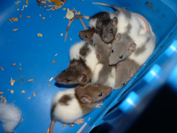 Second Litter of baby rats