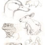 Animal Studies 09 05 09