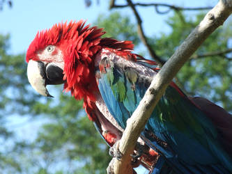 Plucked Greenwing Macaw
