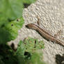 Close up photo of a lizard shedding its skin