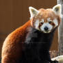 Photo of a Red Panda