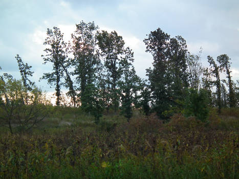 Through the Trees