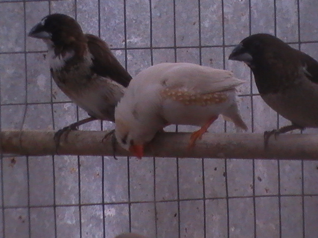 Zebra Finch-Bengalese Finch