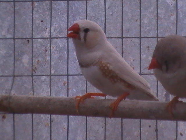 Zebra Finch 11