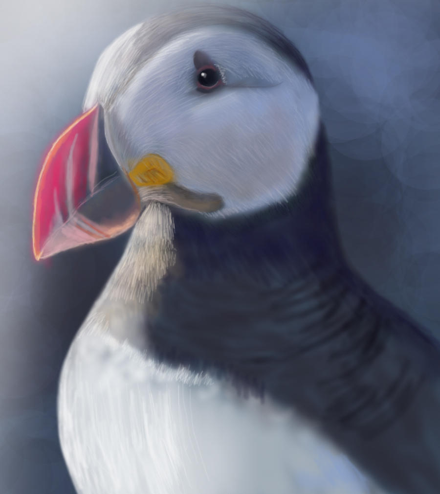 Puffin