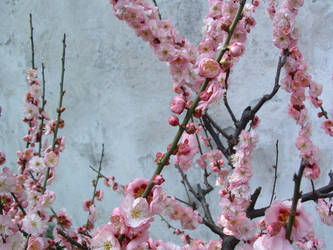 Winter Blooms