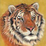 Tiger pastel portait