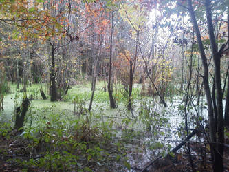 Swamp at Jellystone NC