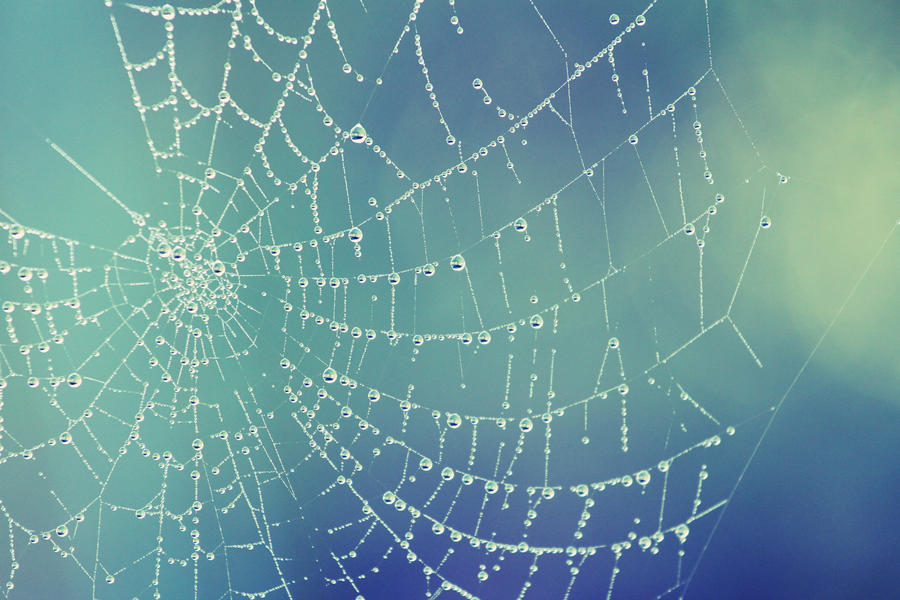 dew web