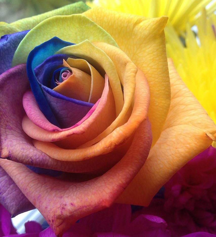 Rainbow Rose