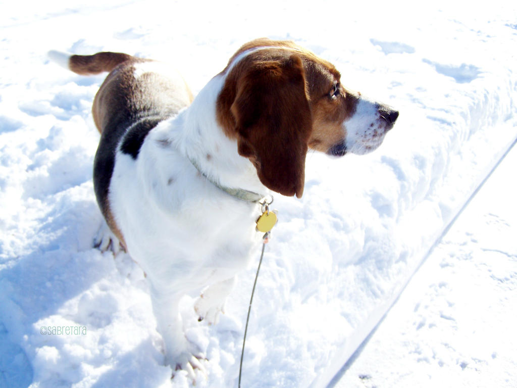 Snow Beagle
