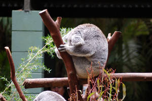 Koala Stock