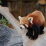 Red Panda Stock