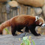 Red panda stock 2