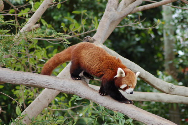 Red panda 12