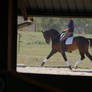 Dressage stock 2