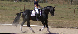 Horse stock - dressage