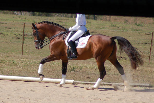 Horse stock - dressage 2