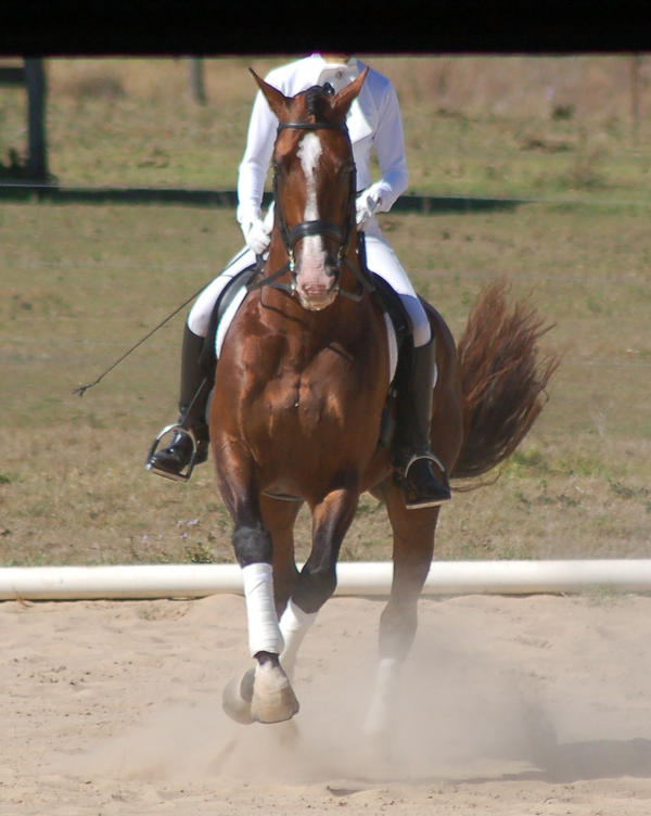 Horse - dressage piroutte