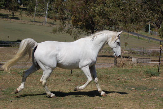 Horse stock - Arabian trot