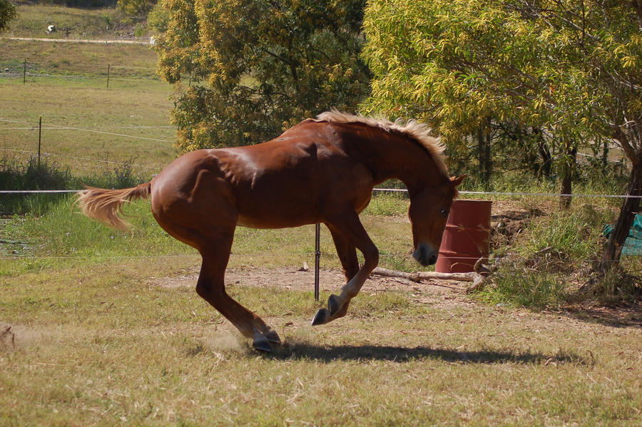 Horse stock - Bucking 2