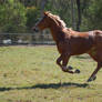 Horse stock - Galloping 3
