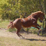 Horse stock - Rearing
