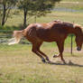 Horse stock - buck-stop?