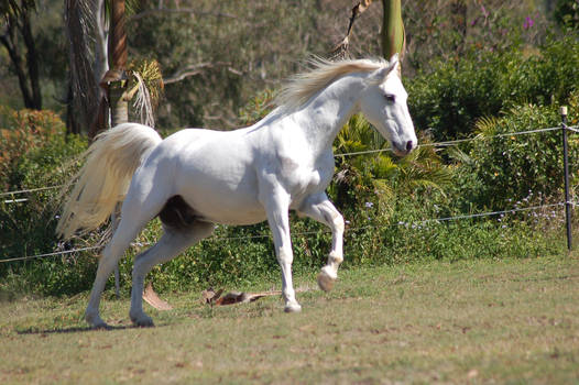 Horse stock - Canter up hill