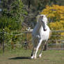 Horse stock - Canter arab 3