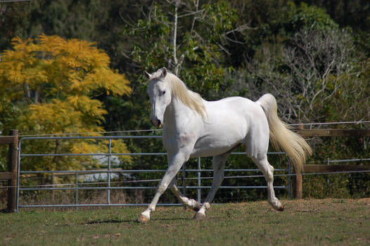 Horse stock - Big trot