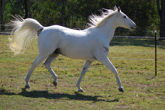 Horse stock - Flowing tail