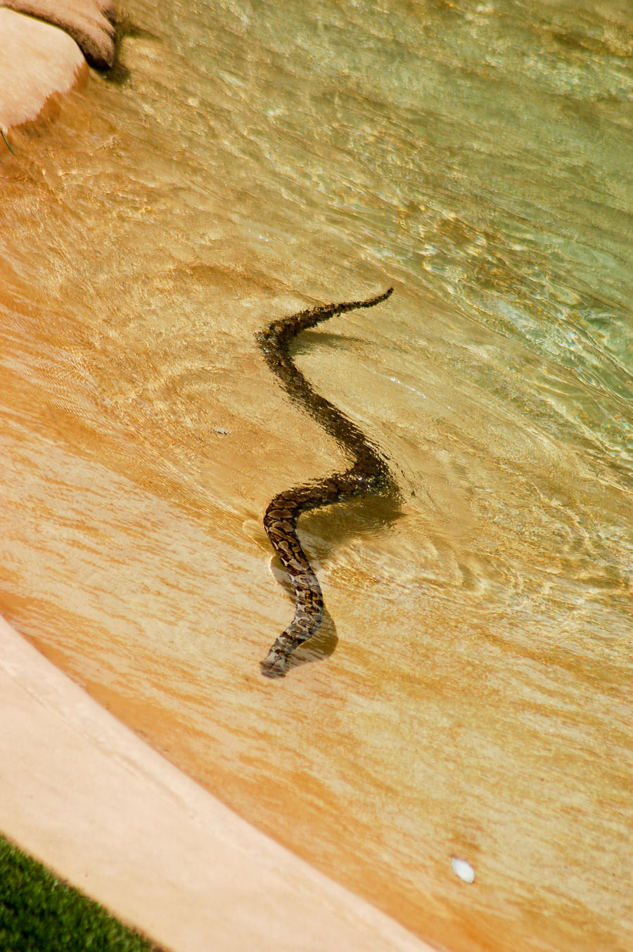 3 snake - swimming