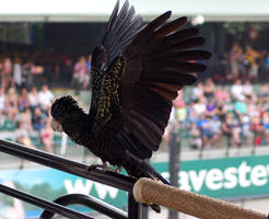 3 Black cockatoo - wing stock