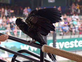 3 Black cockatoo- wing stock