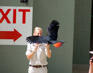 7 Black cockatoo