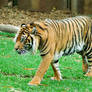 17 tiger walking