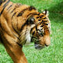 20 tiger front half