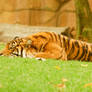29 Tiger lying down