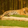 34 Tiger sleeping