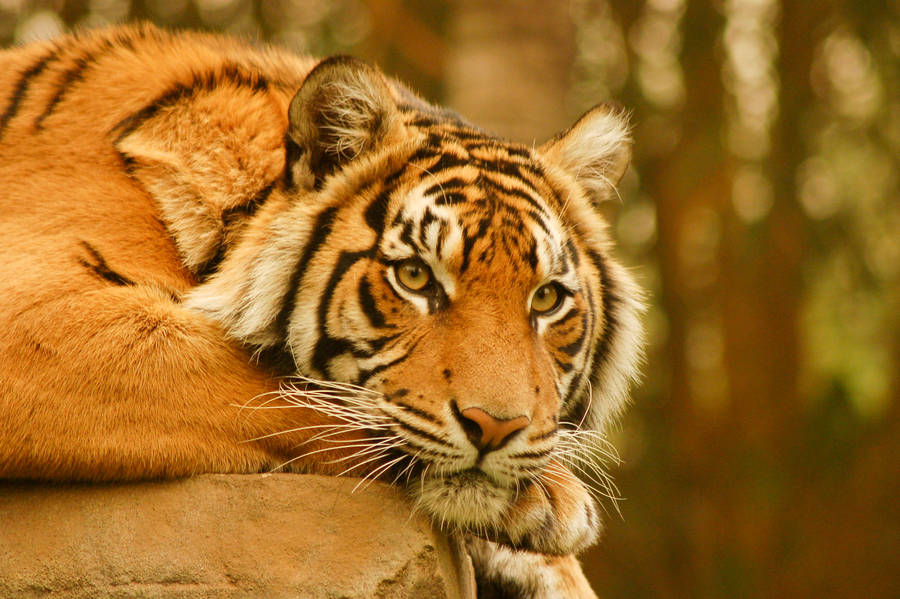 47 Tiger staring into you by Chunga-Stock