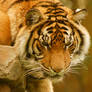 51 Tiger close up