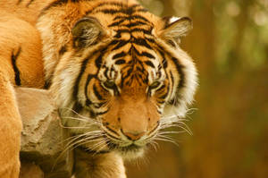 51 Tiger close up
