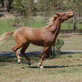 41 Galloping head right up
