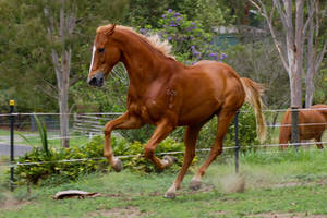 Angry face galloping TB