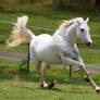 Arabian Galloping - love this