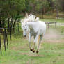 Arabian Bucking front on